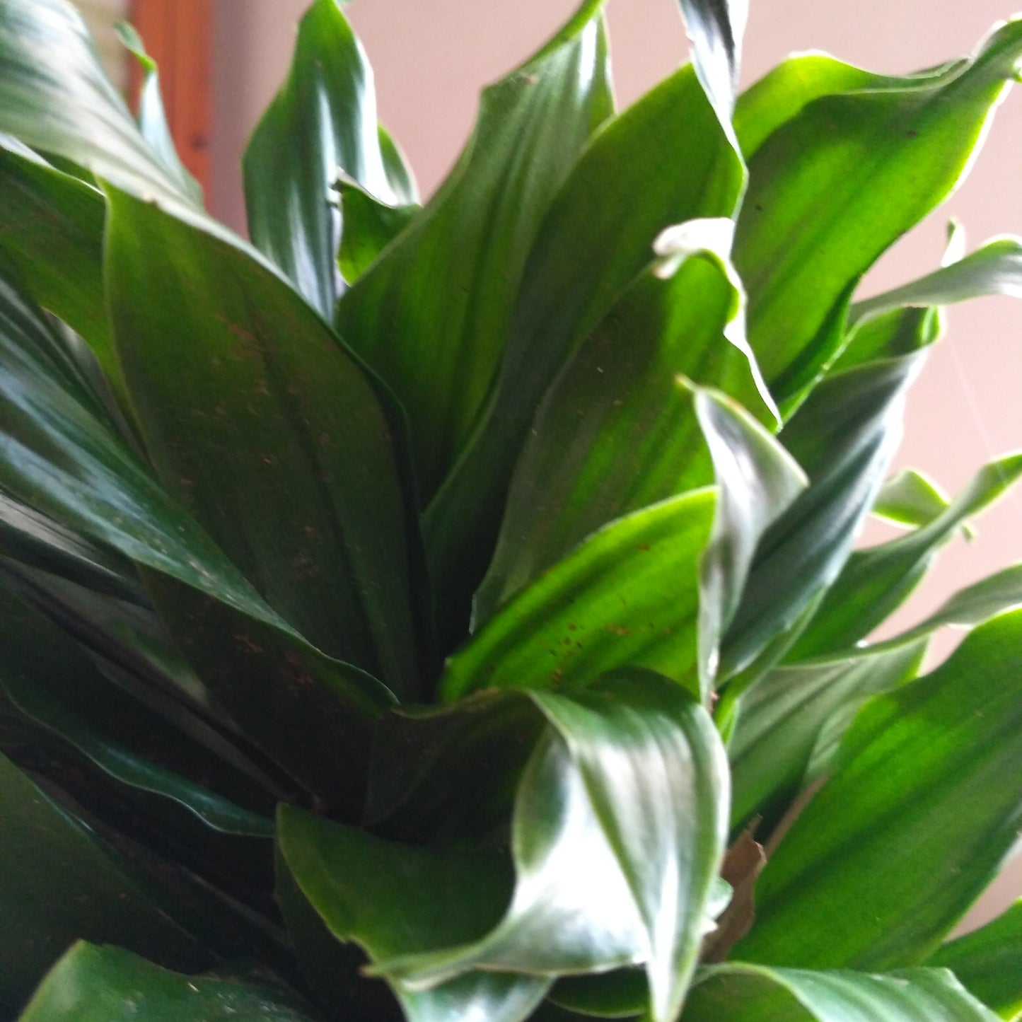 Dracaena Compacta (Dracaena deremensis ‘Compacta’) – A Sleek & Modern Greenery 🌿✨