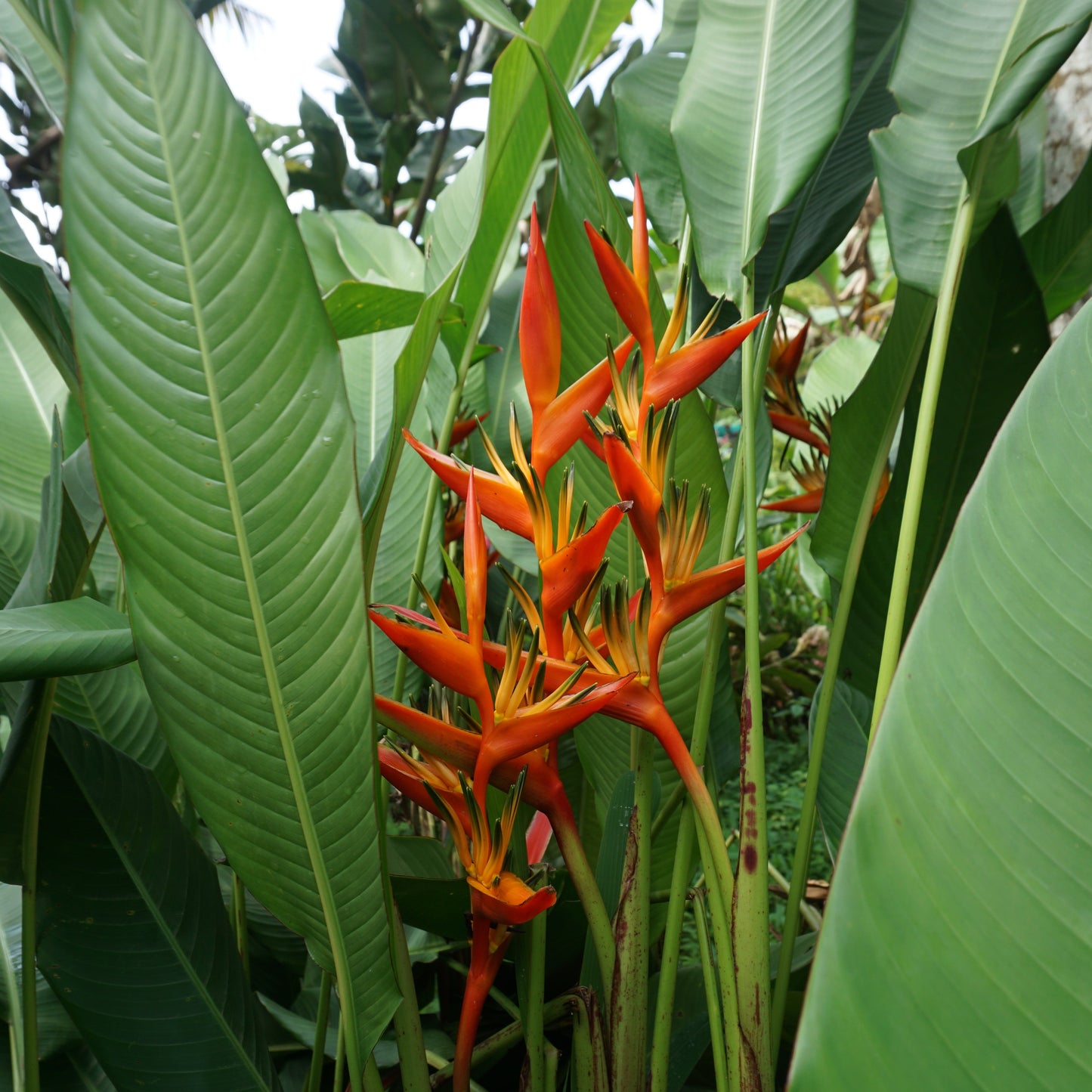 Guyana Heliconia  – A Bold Tropical Beauty 🌿🔥