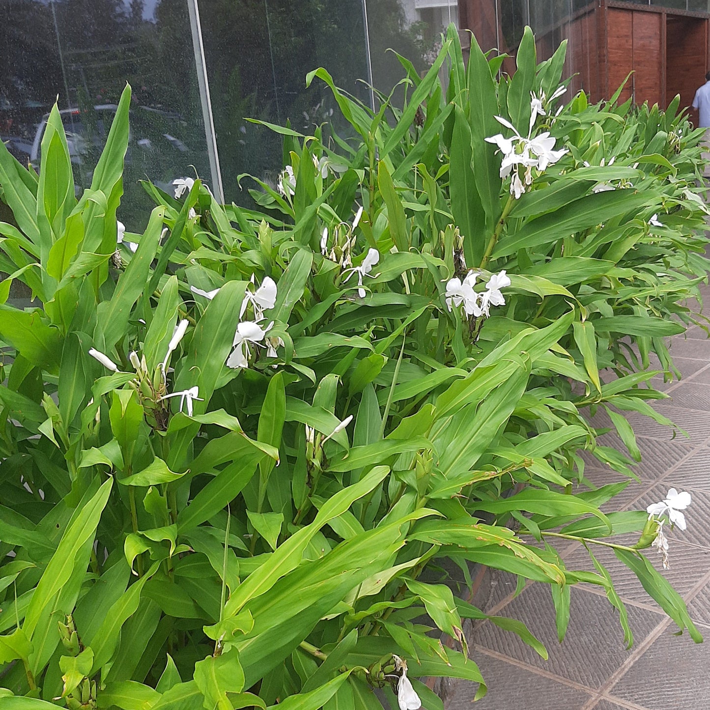 The Fragrant White Butterfly Ginger 🌿✨(Hedychium coronarium)