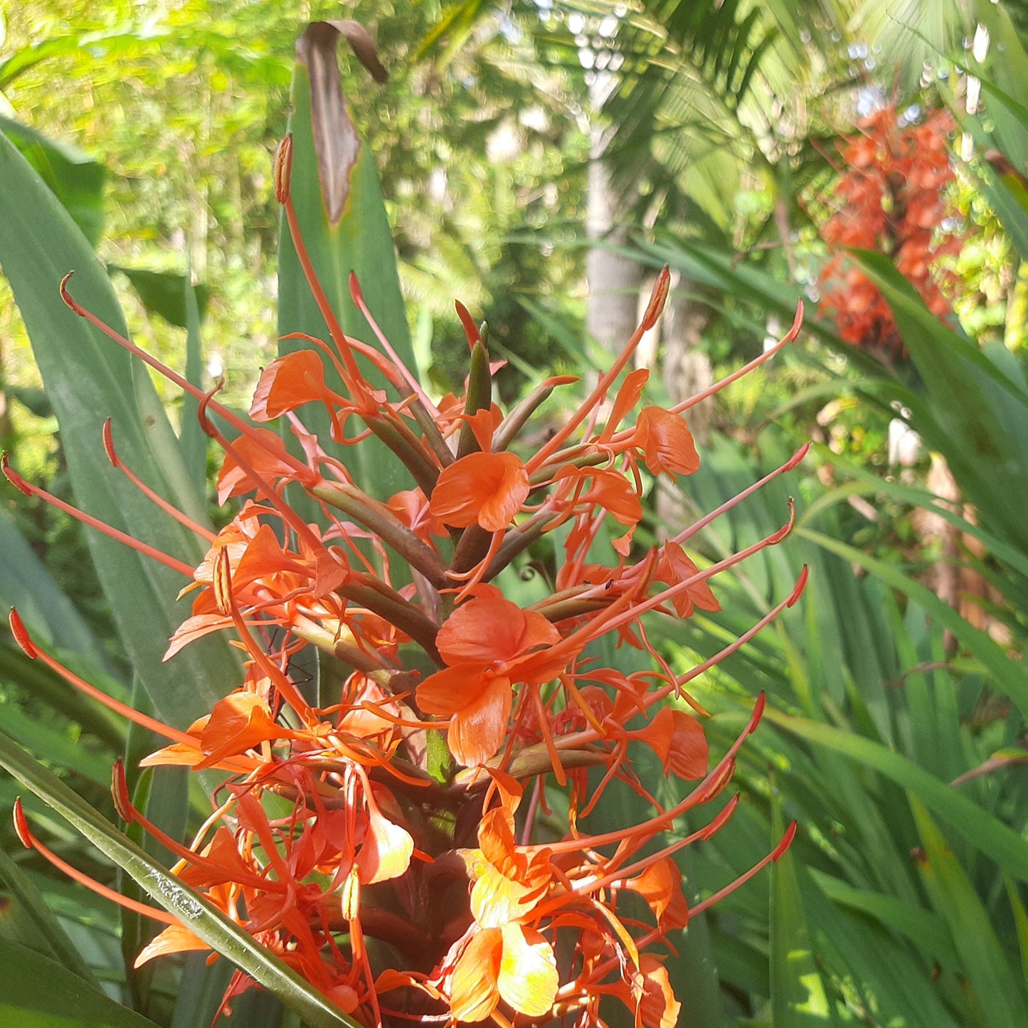 Red Ginger Lily ‘Tara’ (Hedychium coccineum ‘Tara’) – A Fiery Tropical Bloom 🌿🔥