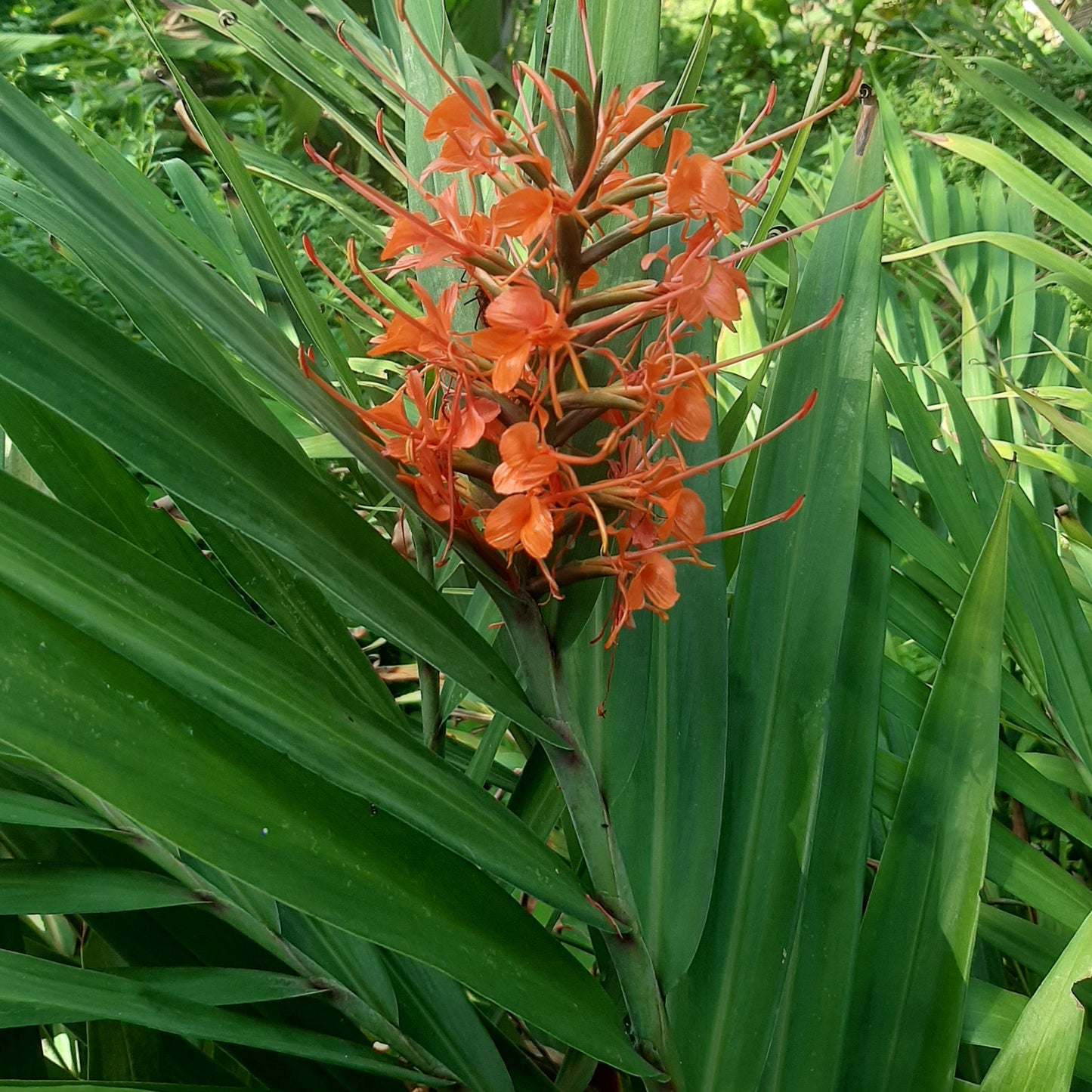 Red Ginger Lily ‘Tara’ (Hedychium coccineum ‘Tara’) – A Fiery Tropical Bloom 🌿🔥