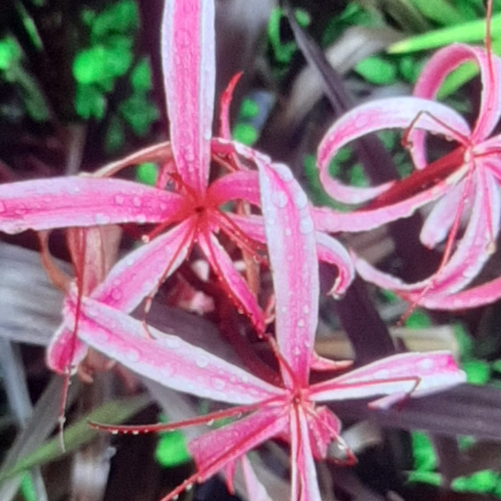 Close-up of pink spider lily flowers with a blurred background
