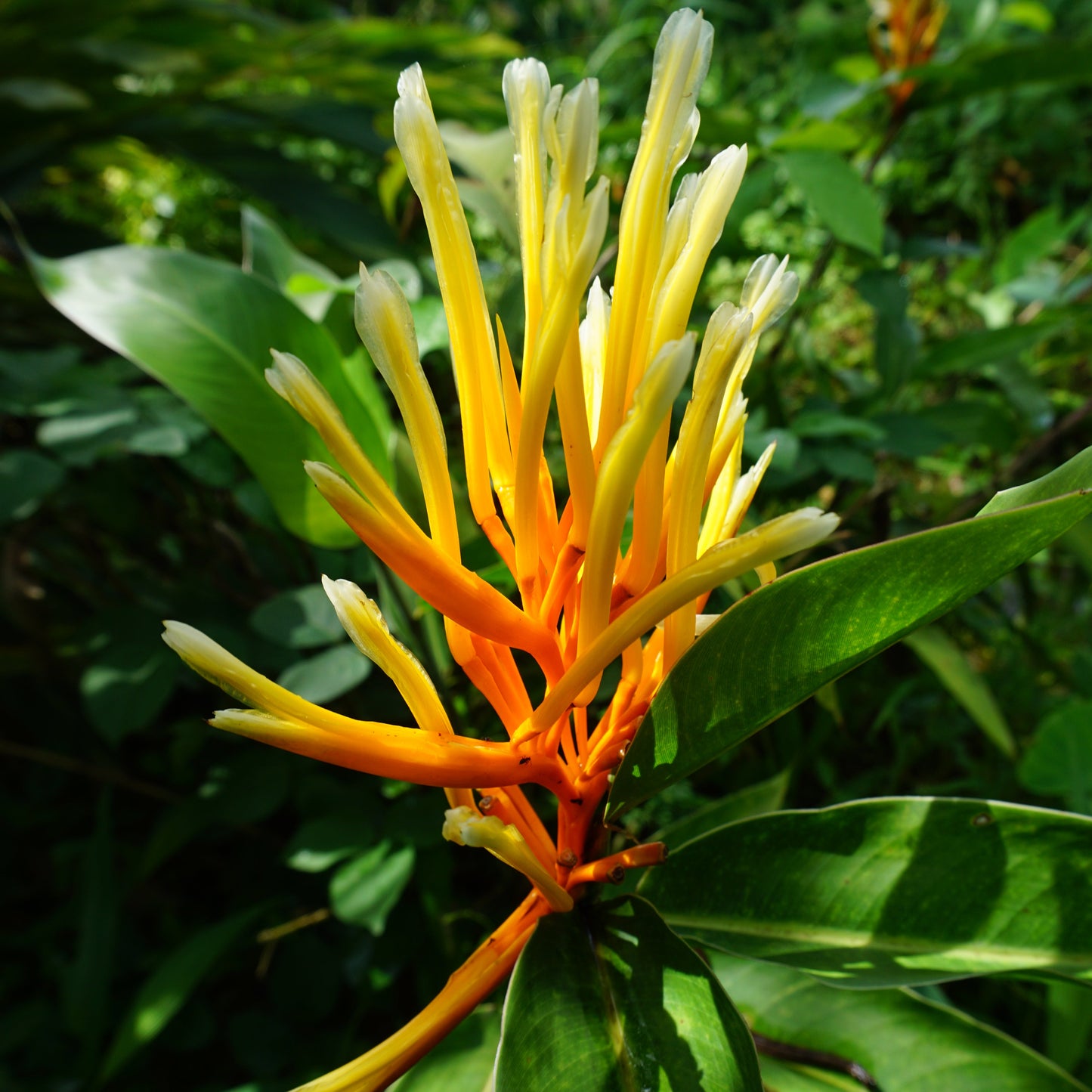 Heliconia longiflora – A Compact Tropical Jewel 🌿✨
