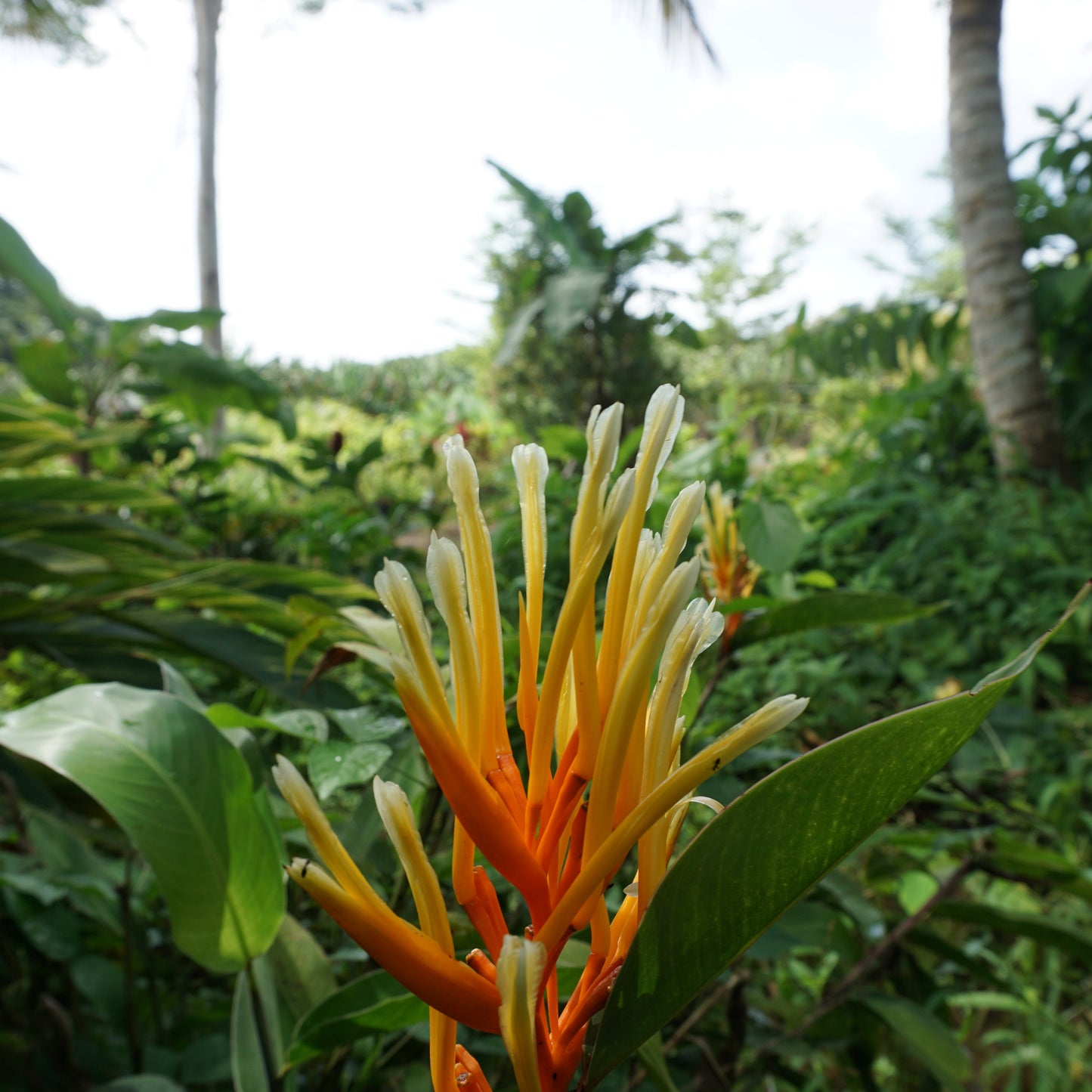 Heliconia longiflora – A Compact Tropical Jewel 🌿✨