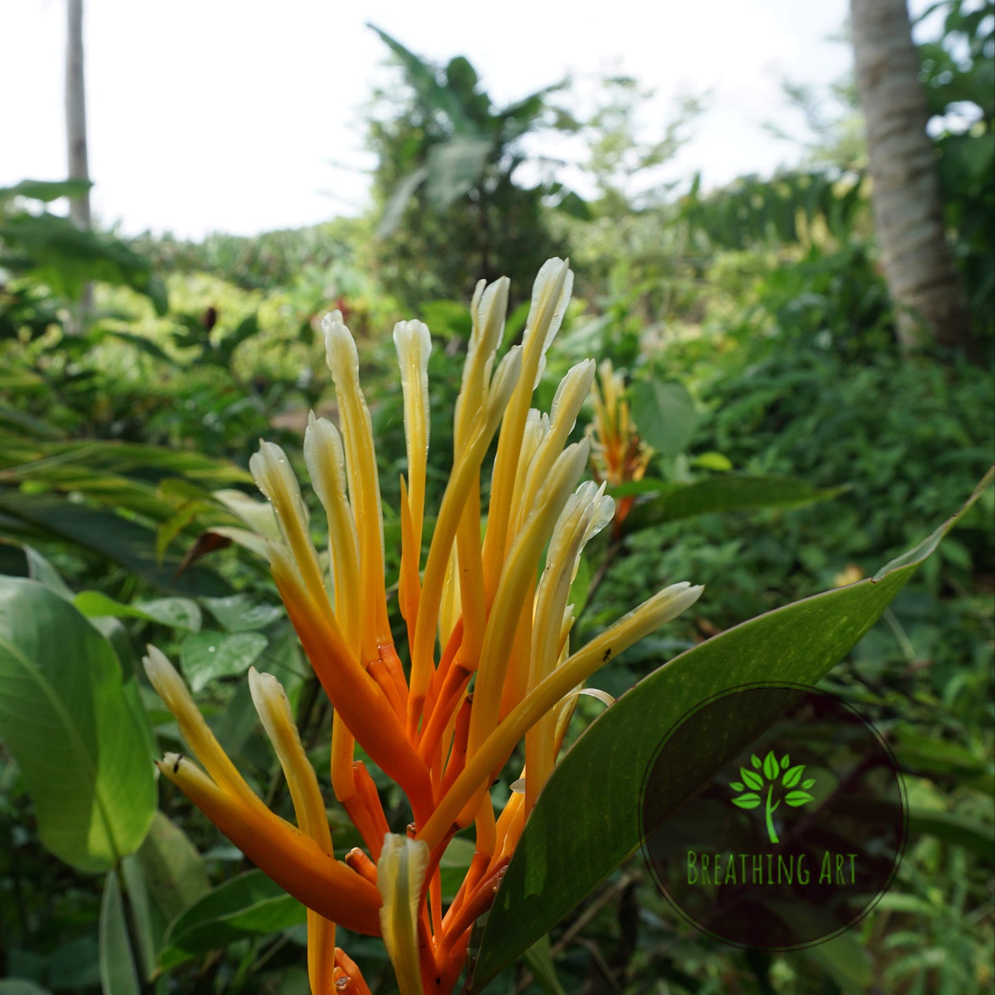 Heliconia longiflora – A Compact Tropical Jewel 🌿✨