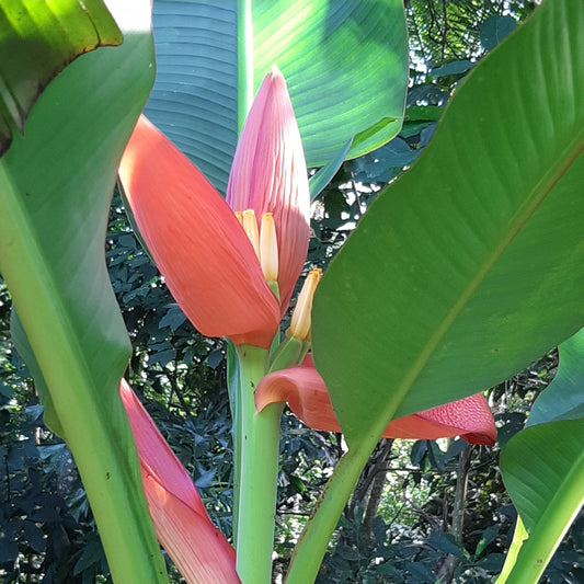 Musa ornata ‘Orange’ – The Stunning Orange Ornamental Banana 🌿🔥