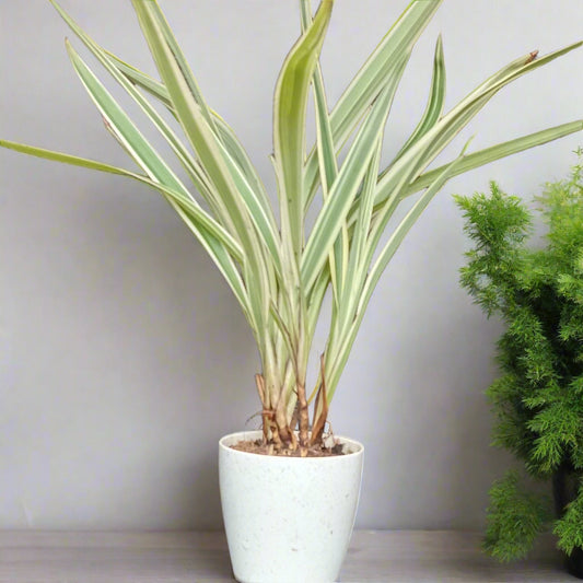 Phormium tenax 'Variegata' – Variegated New Zealand Flax 🌿✨
