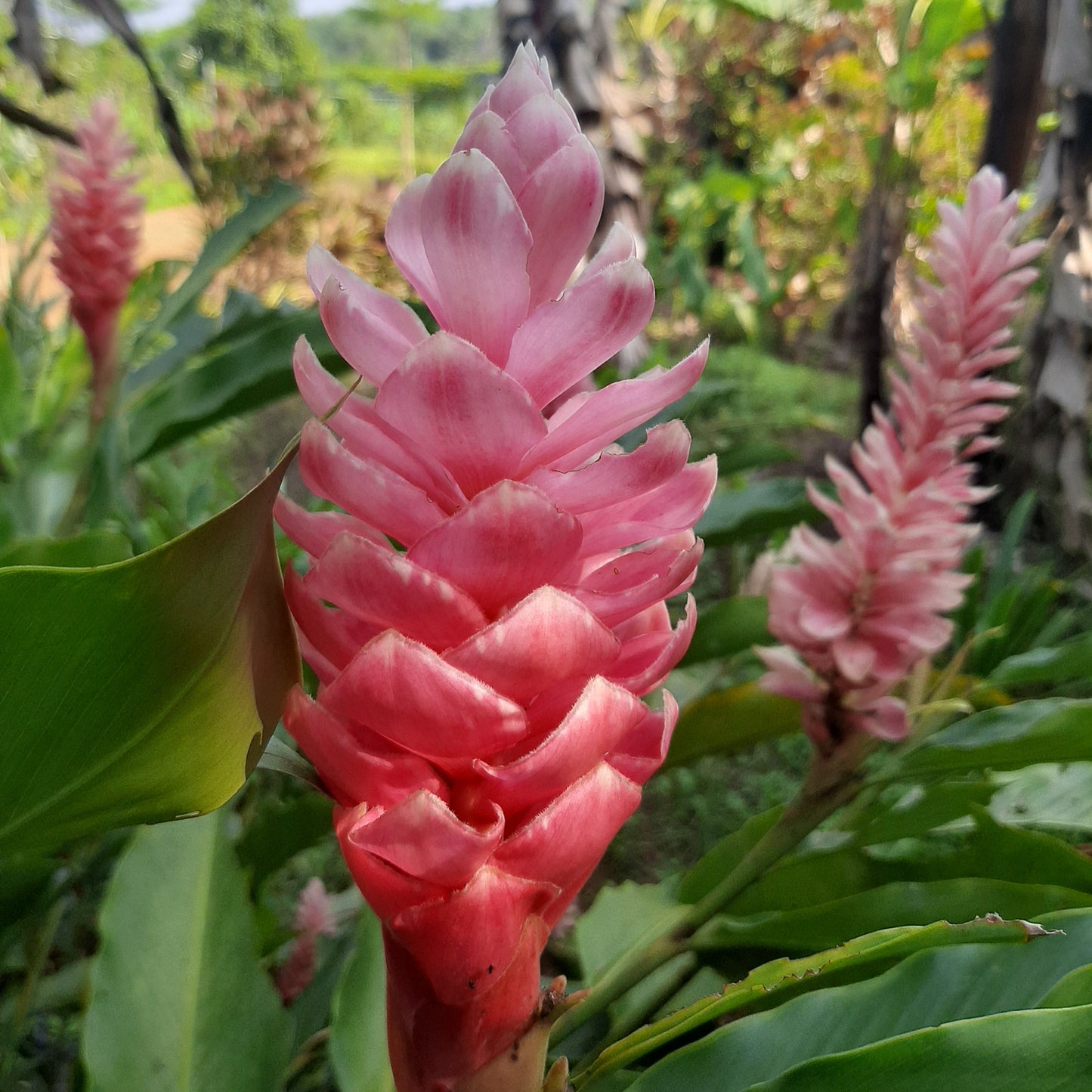 Pink Ginger (Alpinia purpurata ‘Pink’) – Soft Elegance, Tropical Charm 🌿✨