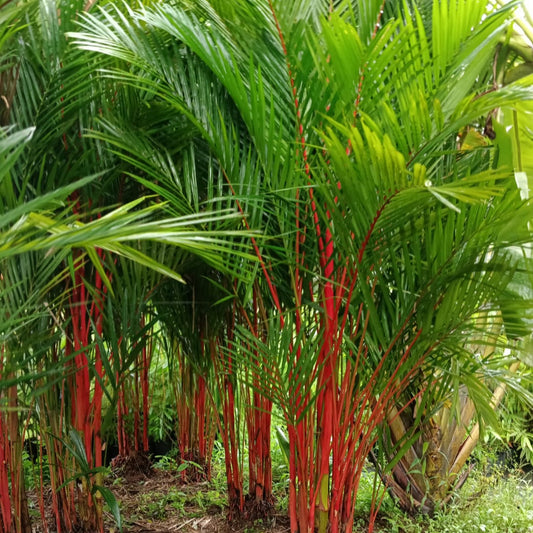 Red Palm (Cyrtostachys renda) – The Iconic Lipstick Palm 🌿🔥
