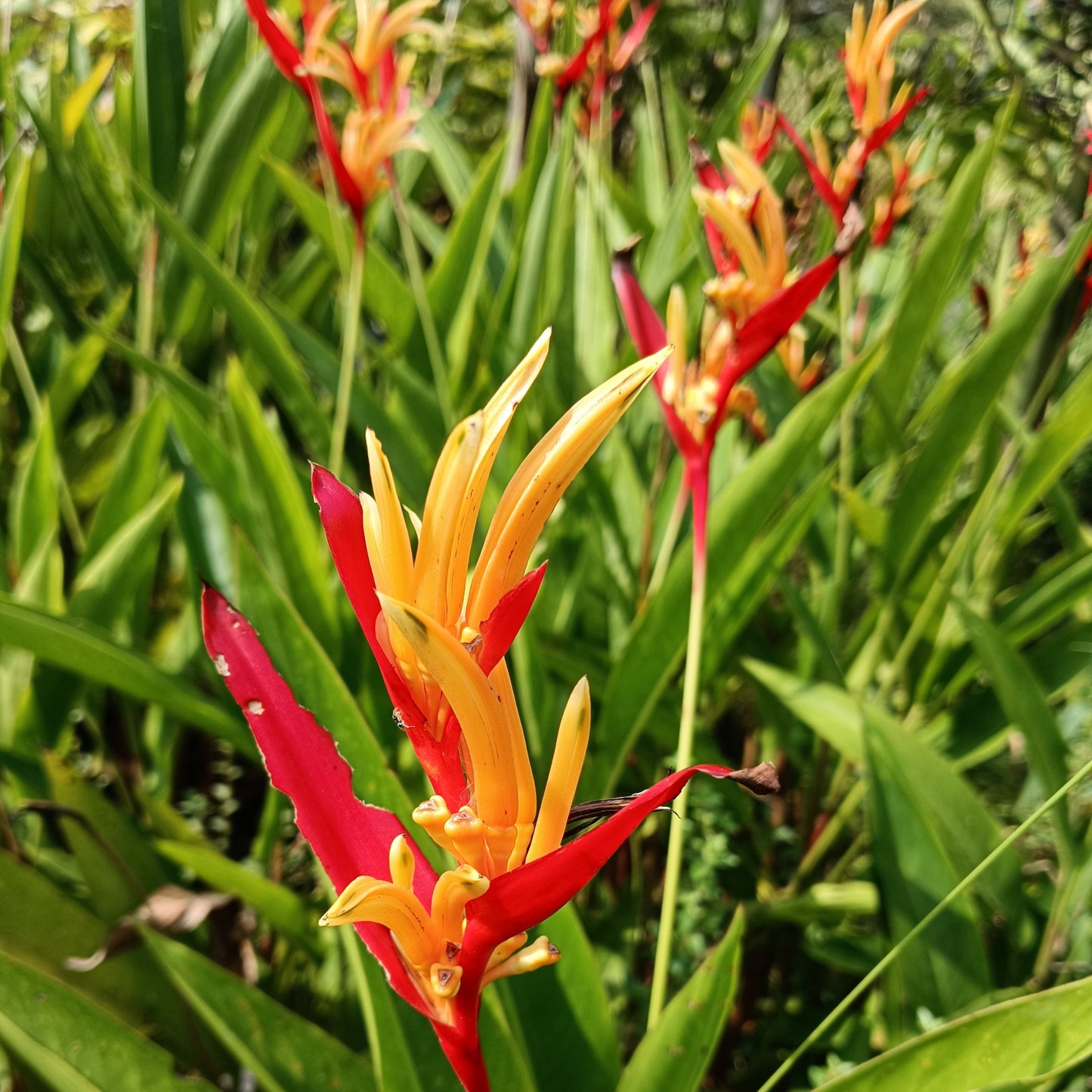 Heliconia ‘St. Vincent Red’ – A Bold Tropical Beauty 🌿🔥