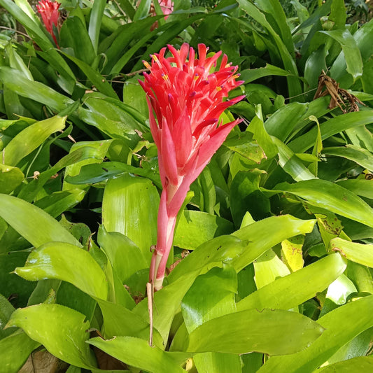 🌿 Guzmania ‘Hope’ – A Burst of Tropical Elegance