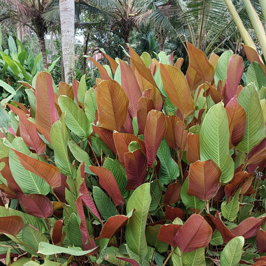 Calathea mannii – The Sun-Loving Tropical Stunner 🌿🔥