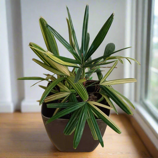 🌴✨ Variegated Lady Palm (Rhapis excelsa variegata) – The Elegant Collector’s Palm