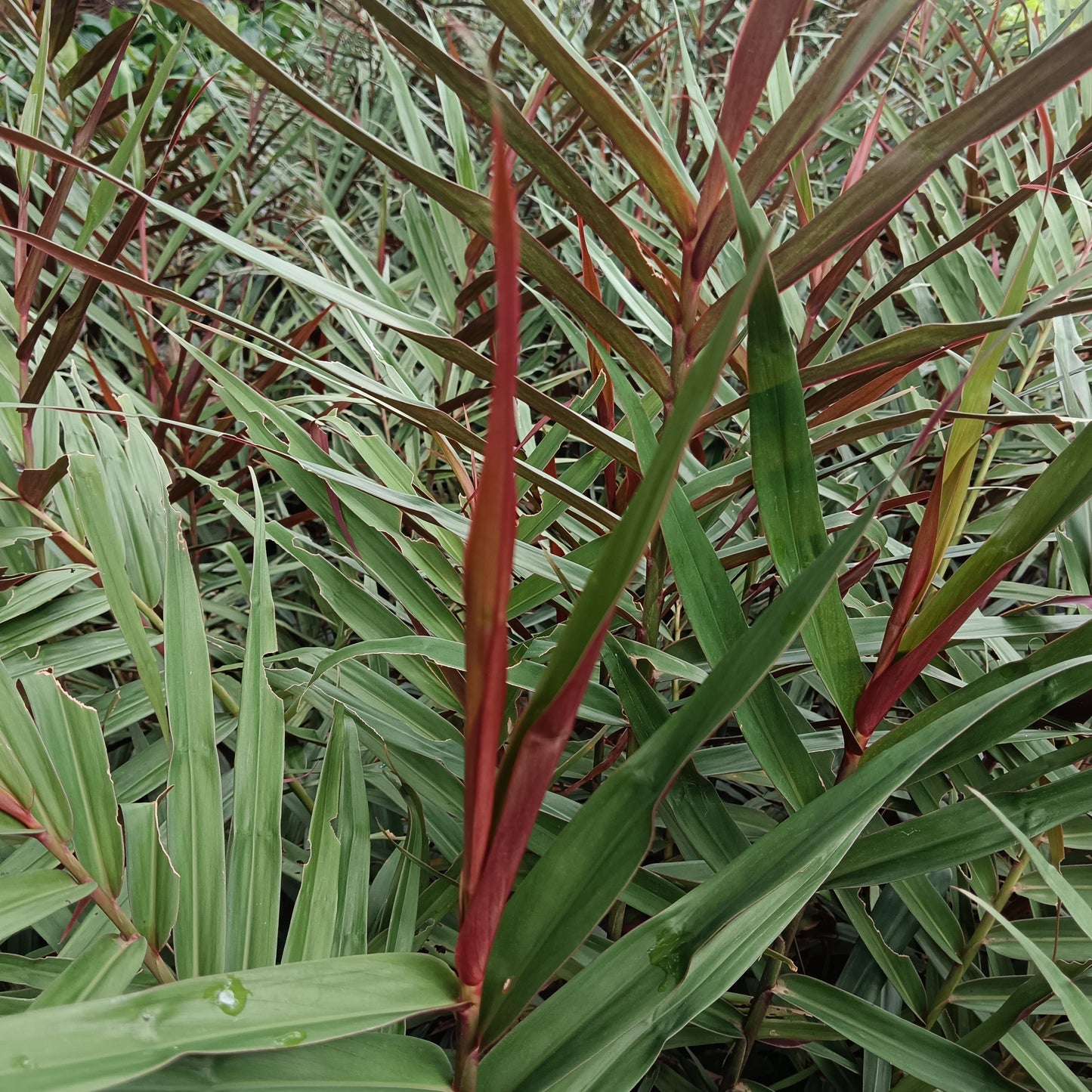 Red Rubin Ginger (Alpinia luteocarpa ‘Red Rubin’) – A Bamboo-Like Tropical Gem 🌿🔥