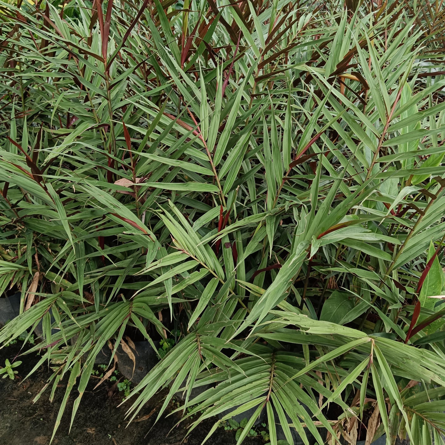 Red Rubin Ginger (Alpinia luteocarpa ‘Red Rubin’) – A Bamboo-Like Tropical Gem 🌿🔥