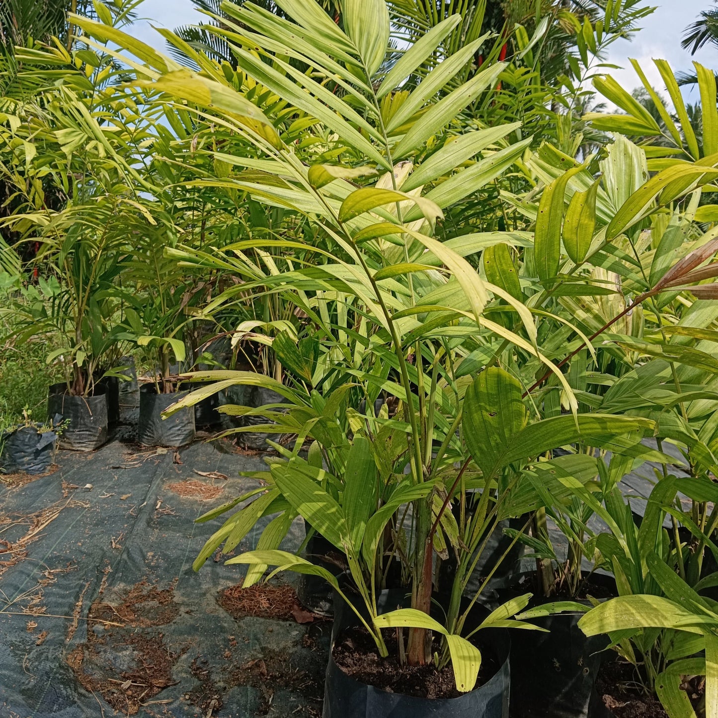 Kentia Palm (Howea forsteriana) – The Graceful Indoor & Outdoor Palm 🌿✨