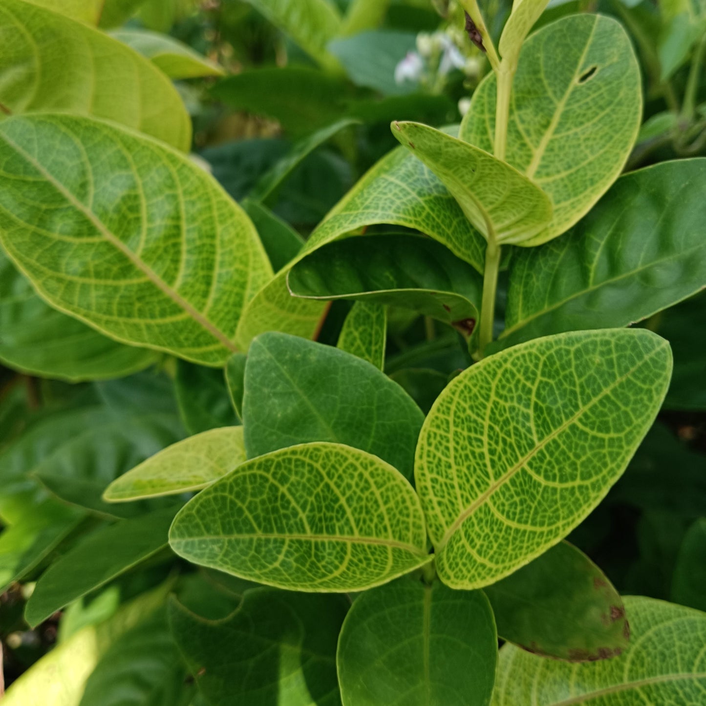 Golden Vein Pseuderanthemum (Pseuderanthemum carruthersii var. carruthersii 'Reticulatum') – A Stunning Foliage Accent 🌿✨