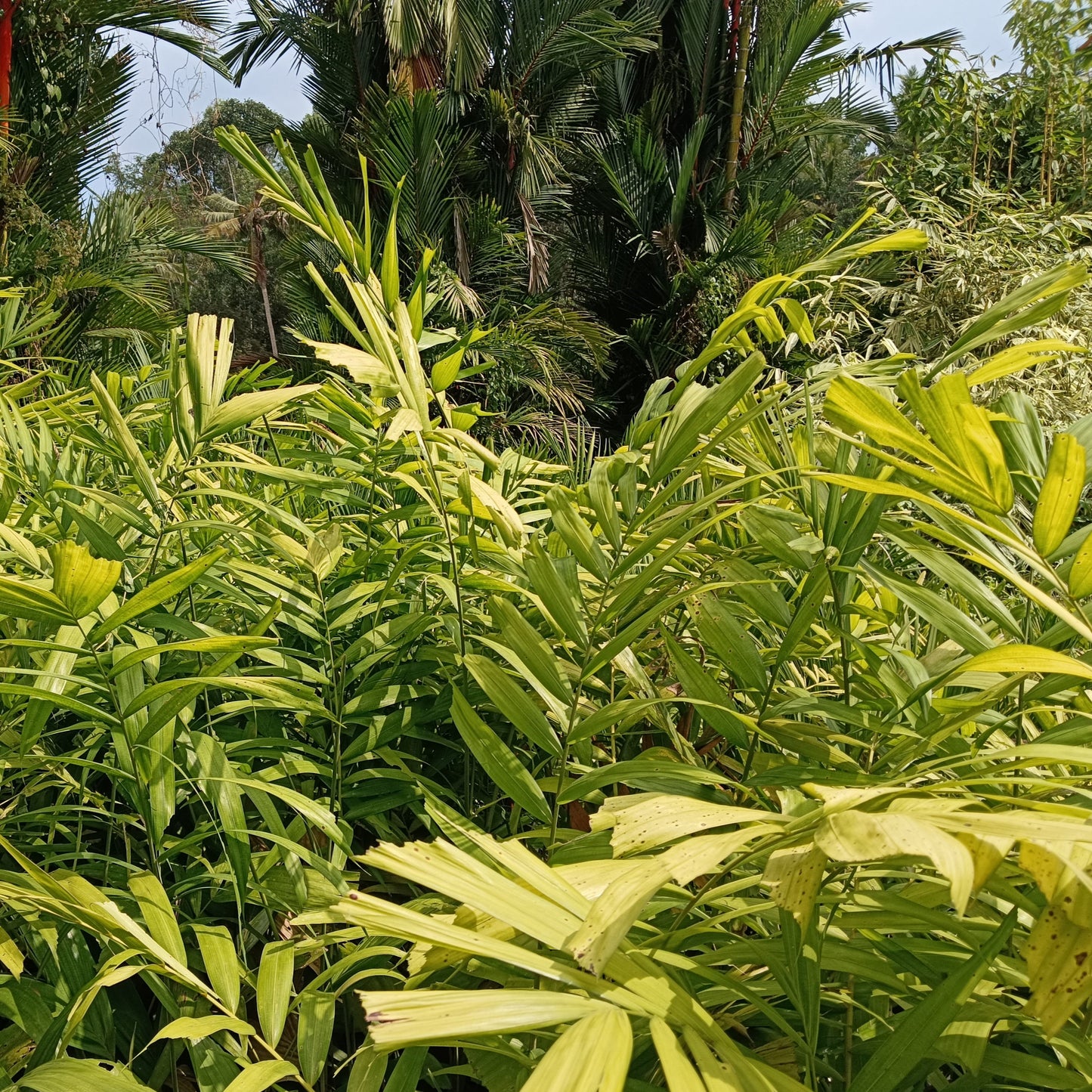 Kentia Palm (Howea forsteriana) – The Graceful Indoor & Outdoor Palm 🌿✨