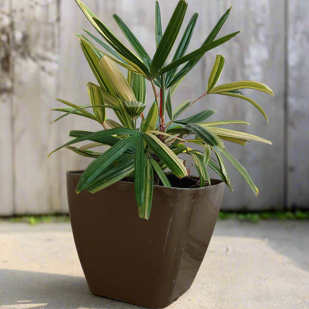 🌴✨ Variegated Lady Palm (Rhapis excelsa variegata) – The Elegant Collector’s Palm