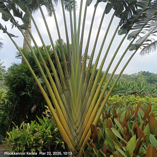 Traveller’s Palm (Ravenala madagascariensis) – The Fan of the Tropics 🌿✨