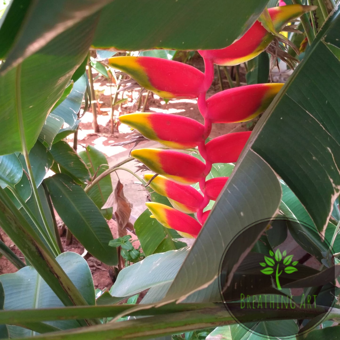 Heliconia rostrata – The Iconic Hanging Lobster Claw 🌿🔥