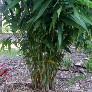 Tiger Grass (Thysanolaena maxima) – The Graceful Green Giant 🐅🌿