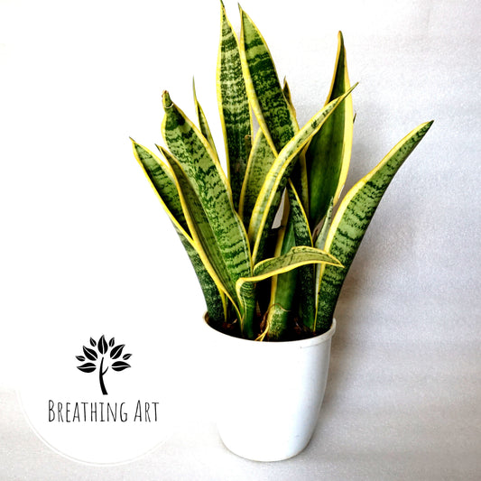 Dracaena (Sansevieria) ‘Laurentii’ – The Classic Air-Purifying Beauty 🌿✨